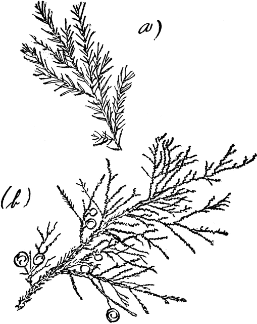 Genus Juniperus, L. (Red Cedar) | ClipArt ETC