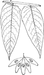 Leaves - compound (odd-feathered, but with the odd leaflet often dwarfed or broken off; leaflets, twenty-one to forty-one); alternate; edge of the leaflets entire, with one or two coarse, blunt teeth at each side of their base. Outline - of leaflet, long egg-shape or lance-shape. Apex - taper-pointed. Base, squared, or heart-shaped. Leaf/Stem - smooth, round, swollen at base. Leaflet/Stems - smooth and short. Leaf - one and a half to six feet long. Leaflets variable, usually about six inches by two and a quarter, rather smooth and thin. Bark - of the trunk, smooth and brown; the new shoots marked with whitish dots. Flowers - in long bunches at the ends of the branches; greenish, and of very disagreeable odor. June, July. Seeds - flat, at the centre of greenish and sometimes pink-tinged wings, in large, loose clusters. October. Found - common in cultivation, and to some extent naturalized. General Information - A large, showy tree (sixty to seventy feet high) of remarkable vigorous and rapid growth. It is a native of China. A Jesuit missionary sent its seeds in 1751 to England. In 1784 it was brought from Europe to the United States, and started near Philadelphia. Also about 1804 it was brought to Rhode Island from South America. But the source of most of the trees now found abundantly in the region of New York is Flushing, Long Island, where it was introduced in 1820. It has been a great favorite, and would deserve to be so still were it not for the peculiar and disagreeable odor of its flowers. Ailanthus, from a Greek word meaning "tree of heaven." Ailanthus - This spelling of the name should rule because so given by its author, although, etymologically, Ailantus would be correct, the native Amboyna name being "Aylanto."