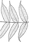 Leaves - compound (odd-feathered; leaflets eleven to thirty-one); alternate; edge of leaflets evenly and sharply toothed. Outline - of leaflet, narrow egg-shape. Apex - long, taper-pointed. Base, rounded or slightly heart-shaped. Leaflet/Stem - lacking. Leaf/Stem - densely velvety-hairy. Leaflet - usually two to four inches long and about one fourth as wide; the under surface whitish and more or less downy. Leaf - one or two feet or more in length. Branchlets - and stalks, especially towards their ends, covered with a very dense velvet-like down, often crimson-tinged. The just is milky and acid. Flowers - greenish-yellow, in upright, pyramid-shaped bunches at the ends of the branches. June. Berries - rounded, somewhat flattened, bright crimson velvety, crowded. Stone - smooth. Juice, acid. September, October. Found - from New Brunswick and the valley of the St. Lawrence through the Northern States, and southward along the Alleghany Mountains to Central Alabama. General Information - A small tree, ten to thirty feet high (or often a shrub), with straggling and evenly spreading branches that are leaved mostly toward their ends, giving an umbrella-like look to the tree. The wood is very soft and brittle; yellow within; the sap-wood white. The young shoots with the pith removed, are used in the spring as "sap quills" in drawing the sap from the sugar maples. The downy and irregular branchlets are suggestive of the horns of a stag, whence the name. An infusion of the berries is sometimes used as a gargle for sore-throat. This species is not poisonous. A variety with deeply gashed leaves (var. laciniata) is reported from Hanover, N. H.
