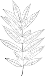 Leaves - compound (odd-feathered; leaflets, nine to fifteen); alternate (often alternate in threes); edge of leaflets finely and sharply toothed. Outline - of leaflet, long and narrow egg-shape. Apex, taper-pointed. Base - rounded and slightly pointed. Leaflet/Stem - lacking, or very short. Leaf - eight to twelve inches long. Leaflet - two to three and one half inches long; surfaces smooth. Bark - of the trunk, reddish-brown and rather smooth. Flowers - small and white, in large, flat clusters, over the surface of the tree - fifty to one hundred or more flowers in a cluster. May, June. Fruit - very ornamental, about the size of peas, scarlet, in large, flat clusters, ripening in autumn and remaining into the winter. Found - from Labrador and Newfoundland through the Northern States and southward along the Alleghany Mountains. Its finest growth is on the northern shores of Lake Huron and Lake Superior. General Information - A slender, somewhat pyramid-shaped, tree, ten to thirty feet high, much and justly prized as one of the best of the native trees for ornamental planting. Its bark and the unripe fruit are very astringent, and are sometimes used medicinally. A slightly different species (P. sambucilolia) is sometimes found in cold swamps and on the borders of streams along the Northern frontier. The Mountain Ash or "Rowan Tree" has for a long time been renowned as a safeguard against witches and all evil spirits. A mere twig of it suffices. "Rowen-tree and red thread Put the witches to their speed." "The spells were vain, the hag returned To the queen in sorrowful mood, Crying that witches have no power Where there is row'n-tree wood."