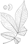 Leaves - compound (odd-feathered; leaflets, five); alternate; edge of leaflets sharp-toothed. Outline - of leaflet, long oval, reverse egg-shape or egg-shape, the lower pair differing in shape from the others, and much smaller. Apex - long-pointed. Base - of the end leaflet, wedge-shape; of the others, more or less blunted. Leaf/Stem - rough throughout. Buds - large and scaly, often of a green and brown color. Leaflet/Stems - lacking (or scarcely noticeable), excepting the roughish stem of the end leaflet. Leaflets - four to eight inches long; roughish below. Bark - dark and very rough in the older trunks, peeling up and down in long, shaggy strips. Often the strips cling at their middle and are loose at each end. Fruit - round, nearly one and a half to two inches in diameter; the husk, thick (nearly half an inch), depressed at the center, grooved at the seams, and wholly separating into four inches at maturity; the nut, about one inch long, often the same in breadth, slightly flattened at the sides, angular, nearly pointless, whitish, with a rather this shell, and a large finely flavored kernel. October. Found - from the valley of the St. Lawrence River to Southeastern Minnesota, and southward to Western Florida. Its finest growth is west of the Alleghany Mountains.General Information - A tree, fifty to eighty feet high, of great value. Its tough and elastic wood is used in making agricultural implements, carriages, axe-handles, etc. It ranks also among the best of woods for fuel. Most of the "hickory nuts" of the markets are from this species. All the Hickories are picturesque trees. Their tendency, even when standing alone, is to grow high, and with heads that, instead of being round, are cylinder-shaped to the very top, with only enough breaks and irregularities to add to the effect. This tendency is more marked in the Hickories than in any other of the leaf-shedding trees of North America. They are worthy of the name sometimes given them of 'the artist's tree." Hicoria, from a Greek word meaning round, in allusion to the shape of the nut.