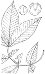 Leaves - compound (odd-feathered, leaflets, seven to nine); alternate; edge slightly and rather roundly toothed. Outline - of leaflets, mostly long oval, the lower pairs becoming smaller and more egg-shaped. Apex - long-pointed. Base - of the end leaflet, wedge-shape; of the others, more or less blunted. Leaf/Stem - rough throughout. Buds - large and round and covered with downy, yellowish-brown scales, or, in winter, with hard and grayish-white scales. Leaflet/Stem - lacking (or scarcely noticeable), except the short, roughish stem of the end leaflet. Leaflets - two to seven inches long, rough beneath, especially on the ribs; fragrant when crushed. Bark - rough, becoming cracked across, but not scaly. Fruit - rounded, slightly egg-shaped or oval, one and one half to two inches or more in length. The husk is about one fourth of an inch thick and splits nearly to the base when ripe. Nut - slightly six-angled, light brown, with a very thick and hard shell. Kernel - is sweet, but small. October. Found - common in dry woods, especially southward and westward. It grows in Southern Canada and I all the Atlantic States. General Information - All the Hickories are picturesque trees. Their tendency, even when standing alone, is to grow high, and with heads that, instead of being round, are cylinder-shaped to the very top, with only enough breaks and irregularities to add to the effect. This tendency is more marked in the Hickories than in any other of the leaf-shedding trees of North America. They are worthy of the name sometimes given them of 'the artist's tree." Hicoria, from a Greek word meaning round, in allusion to the shape of the nut.