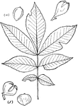 Leaves - compound (odd-feathered; leaflet, five to nine, usually seven) ; alternate, edge of leaflets sharp-toothed. Outline - of leaflets, usually long oval. Apex - taper-pointed. Base - of end leaflet, wedge-shaped, of the others more or less rounded or slightly pointed. Leaf/Stem - smooth. Leaf/Buds - egg-shape and pointed or rounded, and with their outer scales a polished-brown. Leaflet/Stems - lacking, except the smooth, very short stem of the end leaflet. Leaflets - mostly two to five inches long (the lower ones much the smallest), smooth above and below. Bark - not shaggy. Fruit - of two forms: (a) pear-shape, (b) rounded. Husks - very thin, splitting about half-way to the base. Nut - about one inch in diameter; in (b) somewhat flattened at the sides and slightly hollowed above, and with the apex a sharp point. Shell - rather thin, smooth, hard, and bluish-gray. Meat - small and sweetish or slightly bitter. Found - from Southern Maine westward and southward. General information - All the Hickories are picturesque trees. Their tendency, even when standing alone, is to grow high, and with heads that, instead of being round, are cylinder-shaped to the very top, with only enough breaks and irregularities to add to the effect. This tendency is more marked in the Hickories than in any other of the leaf-shedding trees of North America. They are worthy of the name sometimes given them of 'the artist's tree." Hicoria, from a Greek word meaning round, in allusion to the shape of the nut.