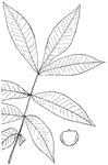 Leaves - compound (odd-feathered; leaflets, seven to eleven); alternate; edge of leaflet sharp-toothed. Outline - of leaflet, long oval or long egg-shape. Apex, taper-pointed. Base, pointed or blunted. Leaf/Stem - rather slender, somewhat downy, and often flattened and winged. Leaf/buds - small, slightly rounded or (at the ends of the branchlets) pointed, and yellow. Leaflet/Stems - lacking, except the short stem of the end leaflet. Leaflets - four to six inches long, the upper one usually short; smooth on both sides, or with a slight, scattered down below. Bark - rather smooth. Fruit - rounded or slightly egg-shaped, dark green. Husk - very thin and fleshy, never becoming entirely hard, with prominent winged edges at the seams, only two of which reach more than half-way to the base. It divides half-way down when ripe. Nut - barely one inch long, heart-shaped at the top, broader than long, white and smooth. Shell - so thin that it can be broken with the fingers. Kernel - intensely bitter. Found - usually in wet grounds, though often also on rich uplands, from Southern Maine westward and southward. It reaches its finest growth in Pennsylvania and Ohio. General information - A rather smaller and less valuable tree than the rest of the hickories.