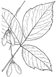 Leaves - compound (odd-feathered; leaflets, three, sometimes five, rarely seven); opposite; edge of leaflet remotely and unequally coarse-toothed. Outline - of leaflets, egg-shape or oval. Apex - taper-pointed. Base - variable and often uneven. Leaflets - slightly rough; the ribs very marked. Bark - of young trunks, smoothish and yellowish-green; twigs, light green. Flowers - small and greenish, in delicate, drooping clusters from the sides of the branches. Fruit - large, yellowish-green, smooth, in long, loose, late-hanging clusters. Found - North, South, and West. One of the most widely distributed of the North American trees, with its finest growth in the region of the Wabash and Cumberland rivers. General Information - A tree twenty to thirty feet high, with spreading branches. Its wood is light and of slight value.