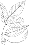 Leaves - compound (odd-feathered; leaflets, seven to nine); opposite; edge of leaflets slightly toothed or entire; entire at base. Outline - of leaflet, long oval or long egg-shape. Apex - taper-pointed. Base - somewhat pointed. Leaf/Stem - smooth. Leaflet/Stem - about one fourth of an inch long, or more; smooth. Leaf/Bud - rusty-colored and smooth. Leaflet - two to six inches long; pale beneath; downy when young, but becoming nearly smooth, except on the ribs. Bark - of the trunk, light gray. In very young trees it is nearly smooth, but it soon becomes deeply furrowed - the furrows crossing each other, and so breaking the bark into irregular, somewhat square or lozenge-shaped plates. Then in very old trees it becomes smooth again, from the scaling off of the plates. The branches are smooth and grayish-green. The young shoots have a polished, deep-green bark, marked with white lines or dots. Winged seeds - one and a half to two inches long, with the "wing" about one fourth of an inch wide, hanging in loose clusters from slender stems. The base of the seed it pointed and not winged. Found - in rich woods, from Southern Canada to Northern Florida and westward. It is most common in the Northern States. The finest specimens are seen in the bottom lands of the lower Ohio River basin. General Information - a tree forty to eighty feet high. Often the trunk rises forty feet without branching. Its tough and elastic timer is of very great value, being widely used in the manufacture of agricultural implements, for oars, and the shafts of carriages, and in cabinet-work. Fraxinus from a Greek word meaning "separation," because of the ease with which the wood of the Ash can be split. I find in the notes of an old copy of White's "Natural History of Selborne" this comment: "The Ash, I think, has been termed by Gilpin the Venus of British trees." Gerardes' "Herbal" comments: "The leaves of the Ash are of so great a vertue against serpents, as that the serpents dare not be so bolde as to touch the morning and evening shadowes of the tree, but shunneth them afarre off, as Pliny reporteth in his 16 book, 13 chap. He also affirmeth that the serpent being penned in with boughes laide rounde about, will sooner run into the fire, if any be there, than come neere to the boughes of the Ash."In Scandinavian mythology the great and sacred tree, Yggdrasil, the greatest and most sacred of all trees, which binds together heaven and earth and hell, is an Ash. Its roots spread over the whole earth. Its branches reach above the heavens. Underneath lies a serpent; above is an eagle; a squirrel runs up and down the trunk, trying to breed strife between them.