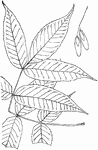 Leaves - compound (odd-feathered; leaflets, seven to eleven, usually nine); opposite; edge of leaflet toothed. Outline - of leaflet, narrow, long oval or long egg-shaped Apex - taper-pointed. Base - rounded. Leaf/Stem - lacking. Leaf/Bud - deep blue or blackish. Leaflet - three to five inches long, smooth and green on both sides, excepting where it is slightly hairy along the lower part of the middle rib. When crushed it has an Elder-like odor. Bark - of trunk, dark granite-gray, somewhat furrowed and broken up and down with roughness, which continue in the old tree. The young branches are smooth and grayish and marked with black and white dots and warts. Winged seeds - nearly one and one half inches long, with the wing three eighths of an inch wide and extending around the seed. Ripe in July. Found - along low river-banks and in swamps, which it sometimes fills; in Delaware, the mountains of Virginia, Northwestern Arkansas, through the Northern States to Canada. It is the most Northern of the American Ashes. General Information - Usually a small or medium-sized tree. The wood is largely used for barrel-hoops, baskets, in cabinet-work, and interior finish. Fraxinus from a Greek word meaning "separation," because of the ease with which the wood of the Ash can be split. I find in the notes of an old copy of White's "Natural History of Selborne" this comment: "The Ash, I think, has been termed by Gilpin the Venus of British trees." Gerardes' "Herbal" comments: "The leaves of the Ash are of so great a vertue against serpents, as that the serpents dare not be so bolde as to touch the morning and evening shadowes of the tree, but shunneth them afarre off, as Pliny reporteth in his 16 book, 13 chap. He also affirmeth that the serpent being penned in with boughes laide rounde about, will sooner run into the fire, if any be there, than come neere to the boughes of the Ash."In Scandinavian mythology the great and sacred tree, Yggdrasil, the greatest and most sacred of all trees, which binds together heaven and earth and hell, is an Ash. Its roots spread over the whole earth. Its branches reach above the heavens. Underneath lies a serpent; above is an eagle; a squirrel runs up and down the trunk, trying to breed strife between them.