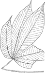 Leaves - compound (hand-shaped; leaflets, usually five, sometimes seven); opposite; edge toothed. Outline - of leaflet, long oval, long egg-shape, or long reverse egg-shape. Apex - taper-pointed. Base - pointed. Leaflet - four to nine inches long, one to three inches wide, usually minutely downy beneath. Flowers, pale yellow. April, May. Fruit - two to two and one half inches in diameter, rounded. Husk - not prickly, but uneven. Nut - one or two in a husk, large and brown. Found - from Alleghany County, Pennsylvania, southward along the Alleghany Mountains to Northern Georgia and Alabama, and westward. General Information - A tree thirty to seventy feet high. Its wood is light and hard to split. With the other species of the same genus it is preferred, above any other American wood, for the making of artificial limbs.