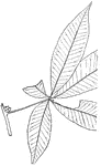 Leaves - compound (hand-shaped; leaflets, five); opposite; edge toothed. Outline - of leaflet, oval or long oval. Apex - taper-pointed. Base - pointed. Leaflets - three to seven inches long; one and a half to three inches wide. Bark - with a disagreeable odor. Flowers - small, yellowish-white. June. Fruit - about three fourths of an inch in diameter. Husk - prickly when young. Nut - smooth. Found - along the western slopes of the Alleghany Mountains - Pennsylvania to Northern Alabama and westward. General Information - A small, ill-scented tree (eighteen to thirty-five feet high). Its wood is light and hard to split. With the other species of the same genus it is preferred, above any other American wood, for the making of artificial limbs.