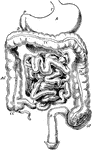 Diagram of the abdominal part of the alimentary canal. Labels: C, the cardiac, and P, the pyloric end of the stomach, A; D, the duodenum; J, I, the convolutions of the small intestine; CC, the caecum with the vermiform appendix; AC, ascending, TC, transverse, and DC, descending colon; SF, sigmoid flexure; R, the rectum.