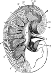 Section through the right kidney from its outer to its inner border. Labels: 1, cortex; 2, medulla; 2' , pyramid of Malpighi; 2", pyramid of Ferrein; 5, small branches of the renal artery entering between the pyramids; A, a branch of the renal artery; D, the pelvis of the kidney; U, ureter; C, a calyx.
