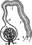 Diagram showing a kidney glomerulus and the commencement of an uriniferous tubule. Labels: a, afferent blood vessel pushing in the wall, w, of a Malpighian capsule and ending in the capillary tuft from which the vein e issues; c, involuted epithelium the vascular tuft, but in nature it forms a close investment around each vessel of the glomerulus; A, space in capsule into which liquid transuded from the vessel of the glomerulus passes; d, neck of capsule passing into commencement of first convoluted portion, f f, of an uriniferous tubule; o, granular epithelial cells; b, basement membrane.