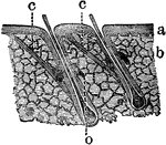 Parts of two hairs embedded in their follicles. Labels: a, the skin, which is seen to dip down and line the follicle; b, the subcutaneous tissue; c, the muscles of the hair follicle, which by their contraction can erect the hair; o, sebaceous gland.