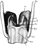 The more important cartilages of the larynx from behind. Labels: t, thyroid; Cs, its superior, and Ci, its inferior, horn of the right side; **, cricoid cartilages;†, arytenoid cartilage; Pv, the corner to which the posterior end of a vocal cord is attached; Pm, corner on which the muscles which approximate or separate the vocal cords are inserted; co, cartilage of Santorini.