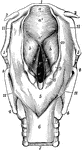 The larynx viewed from its pharyngeal opening. The back wall of the pharynx has been divided and its edges (11) turned aside. Labels 1, body of hyoid; 2, its small, and 3, its great, horns; 4, upper and lower horns of thyroid cartilages; 5, mucous membrane of front of pharynx, covering the back of the cricoid cartilage; 6, upper end of gullet; 7, windpipe, lying in front of the gullet; 8, eminence caused by cartilage of Santorini; 9, eminence caused by cartilage of Wrisberg; both lie in, 10, the artytenoepiglottic fold of mucous membrane, surrounding the opening (aditus laryngis) from pharynx to larynx; a, projecting tip of epiglottis; c, the glottis, the lines leading from the latter point to the free vibratory edges of the vocal cords; b', the ventricles of the larynx; their upper edges, marking them off from the eminences b, are the false vocal cords.