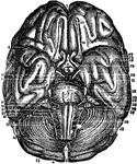 Base of the Brain. Labels: 1,2, longitudinal fissure; 3, anterior lobes cerebrum; 4, middle lobe; 5, fissure Sylvius; 6, posterior lobe; 7, infundibulum; 8, its body; 9, corporo albicantia; 10, cineritious matter; 11, crura cerebri; 12, pons Varolii; 13, medulla oblongata; 14, posterior prolongation of pons; 15, middle of cerebellum; 16, anterior part of cerebellum; 17, its posterior part and fissure; 18, medulla spinalis; 19, middle fissure medulla; 20, pyramidal body; 21, retiform body; 22, olivary body; 23, olfactory nerve; 24, its bulb; 25, its external root; 26, middle root; 27, internal root; 28, 29, optic nerve; 30, third nerve; 31, fourth nerve; 32, fifth nerve; 33, sixth nerve; 34, facial nerve; 35, auditory nerve; 36, 37, 38, eighth nerve.