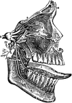The fifth cranial nerve. Labels: 1, orbit; 2, antrum of Highmore; 3, tongue; 4, lower jaw; 5, Casserian ganglion; 6, first branch of fifth; 7, second; 8, third; 9, frontal branch; 10, lacrymal branch; 11, nasal branch; 122, internal nasal nerve; 13, external nasal; 14, external and internal frontal nerve; 15, infra-orbital; 16, posterior dental branches; 17, middle dental; 18, anterior dental; 19, terminating branches infra-orbital nerve; 20, orbital branch; 21, ptyregoid nerve; 22, five anterior branches; 23, lingual branch; 24, inferior dental; 25, mental branches; 26, superficial temporal nerve; 27, auricular branches; 28, mylo-hyoid.