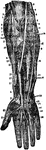 Deep dissection of front of the forearm. Labels: 1, supinator longus; 2, ulnar nerve; 3, brachialis; 4, biceps; 5, musculo-spiral; 6, median; 7, posterior interosseous; 8, pronator teres; 9, extensor carpi radialis longior; 10, brachial artery; 11, supinator brevis; 12, flexor sublimus digitorum; 13, radial nerve; 14, flexor carpi ulnaris; 15, extensor carpi radialis brevior; 16, ulnar artery; 17, origin flexor sublimus digitorum; 18, flexor profundus digitorum; 19, tendon pronator teres; 20, dorsal branch of ulnar nerve; 27, tendon of supinator longus; 28, one of the lumbricales muscle; 29, pronator quadratus; 31, tendon flexor carp iradialis; 33, digital branches median nerve; 35, abductor pollicis.