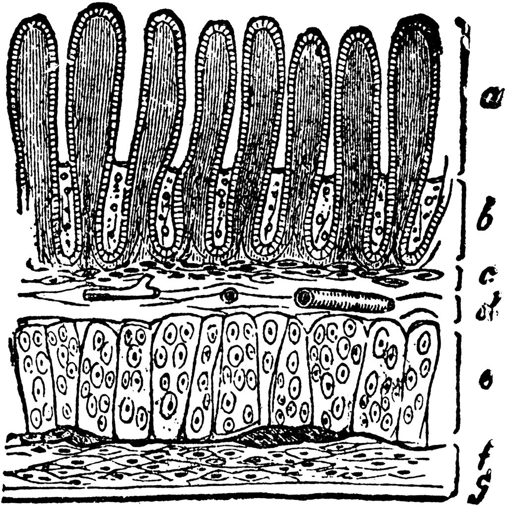SOLVEDSketch a small area of the lining of the small intestine Label  intestinal glands lacteal capillary network of villus and epithelial  cells of villus