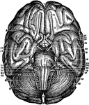 Base of the brain and cerebellum, together with the cranial nerves.