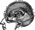 Section of the head showing the greater scythe, the horizontal apophysis of the dura mater between the brain and the cerebellum and other parts under the middle line of the head.