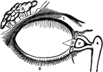Lachrymal apparatus, which produces tears (eyelid skin has been removed).