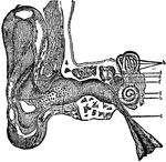 Section of the right ear.