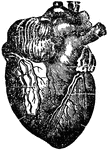 Front vertical view of the heart with its injected veins.
