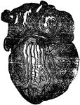 Back vertical view of the heart with its injected veins.