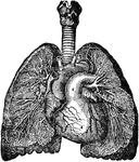 View of the bronchia and veins of the lungs, exposed by dissection, as well as the relative position of the lungs to the heart.