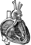 Cavities of the right side of heart, with their valves.
