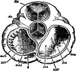 Bird's eye view of the valves of the heart.