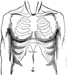 Surface of the breast in a normal condition; contours or cardial torpor to the left of the breast bone. The spaces included in the dotted lines represent the intermediate spaces.