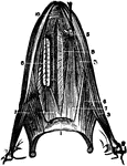 View of the muscles of the tongue - lower surface.