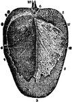 View of the back of the tongue, from which, by maceration, the periglottis has been removed and turned back on the right side.