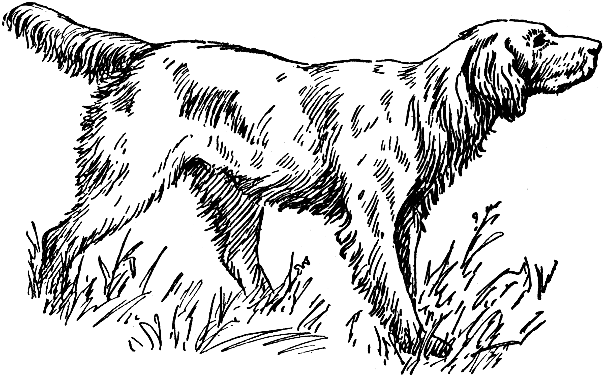 Раскраска охотничья собака