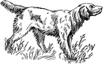 A hunting dog including three breeds: English, Gordon, and Irish.