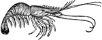 A small crustacean.