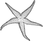 An echinoderm called a starfish or sea star.
