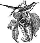 "A song bird native to India, Malaysia and the Philippines, so named from its curious habit of sewing leaves together to form a nest." -Foster, 1921