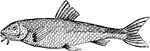 "A fresh-water fish belonging to the carp family, common in rivers of England." -Foster, 1921