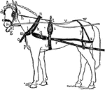 A harness for a horse-drawn carriage, with pieces labeled.