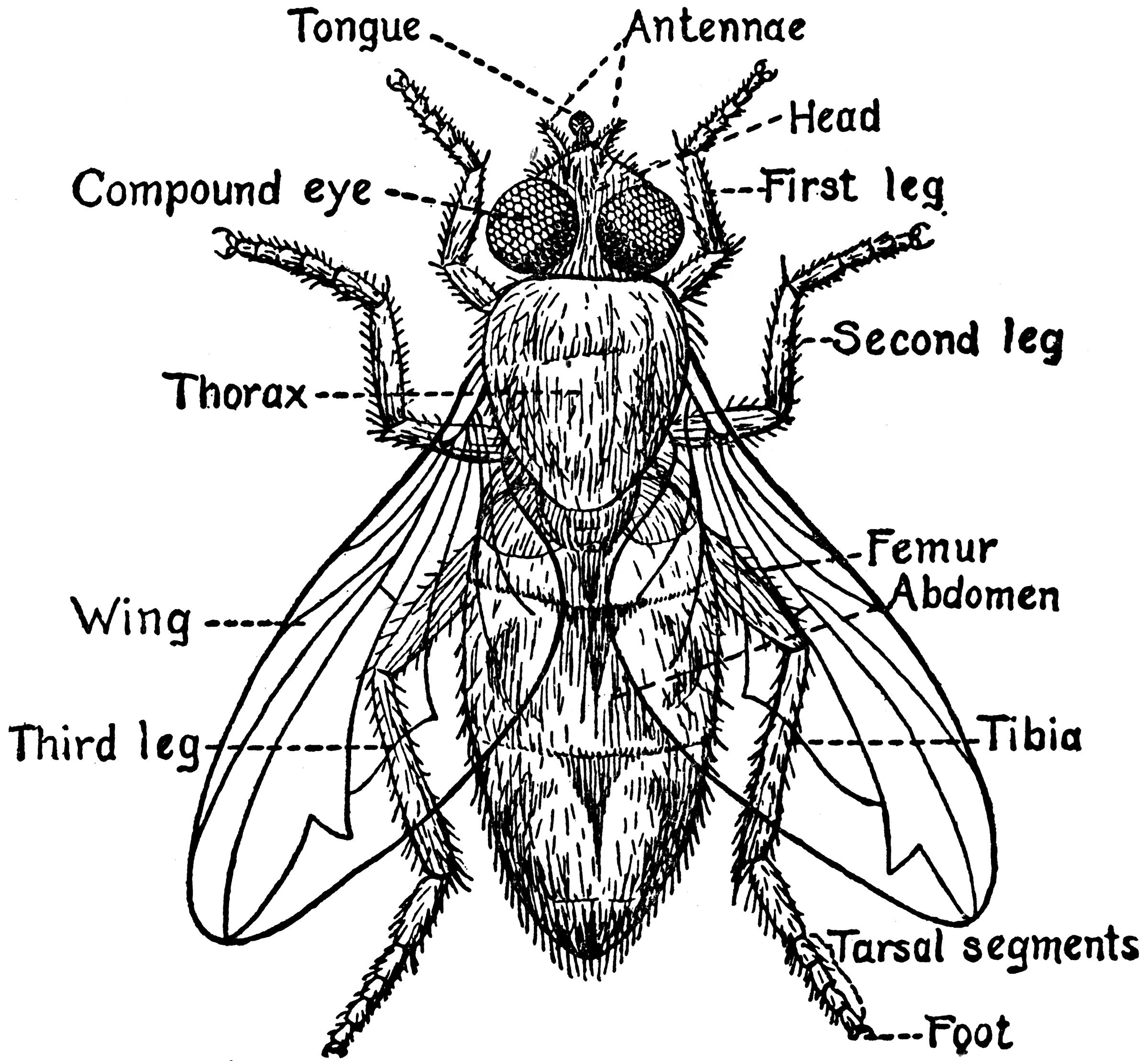 Parts of a Fly | ClipArt ETC