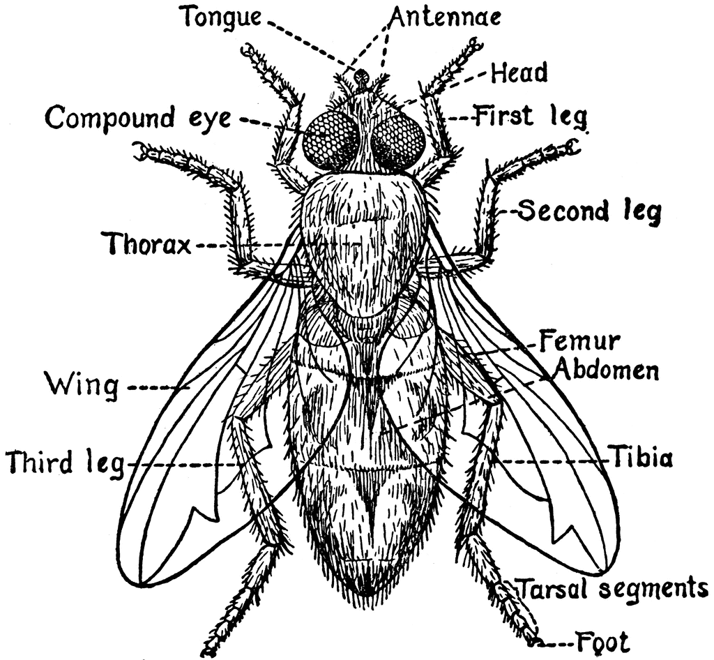 Parts of a Fly