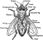 Parts of a fly are labeled