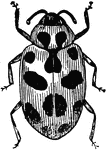 A red or sometimes yellow beetle with black spots.