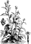 "A plant of the nightshade family, extensively cultivated for its leaves, which are used for smoking and chewing and for snuff." -Foster, 1921