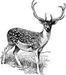 The Deer ClipArt gallery includes 41 illustrations of caribou, common deer, fallow deer, germul deer, mule deer, ravine deer, red deer, sambur deer, tufted dear and reindeer.