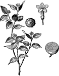 The plant of the poisonous Nux Vomica fruit.