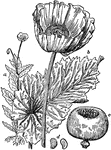 The parts of the opium poppy from which the drug is made from the poppy's juice. "a, whole plant; b, flower and leaf; c, ripe capsule; d, seed and its section, enlarged." -Foster, 1921
